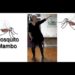 Mosquito Mambo